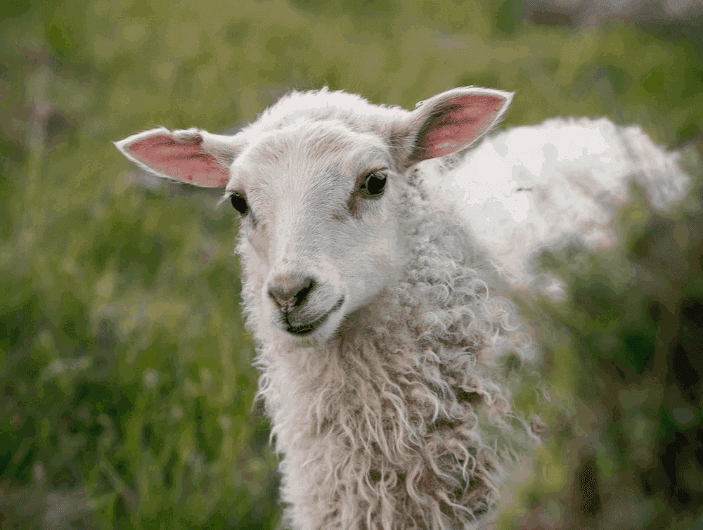 Sheep