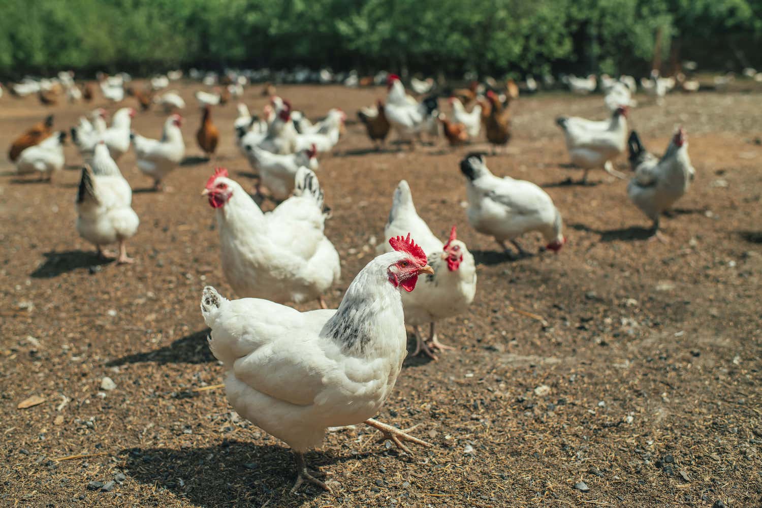 Chicken